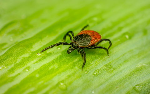 Updated Tickborne Disease Storymap 